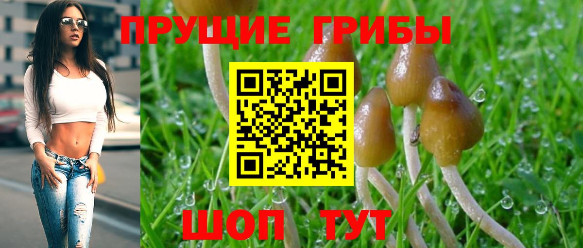 Галлюциногенные грибы Psilocybine cubensis  Вход с VPN  Новоуральск 